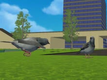 Bird Game 3: World online hra