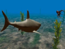 JUMP THE SHARK online game