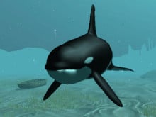 Killer Whale online hra