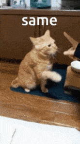 funny picture