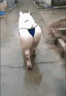 funny picture