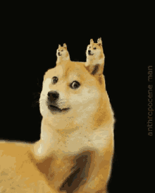 funny picture