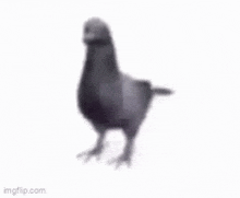 funny picture