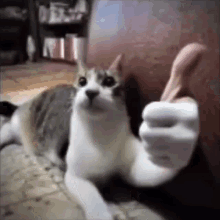 funny picture