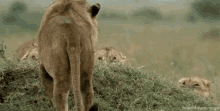 funny picture