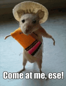 funny picture