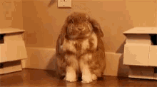 funny picture