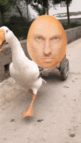 funny picture