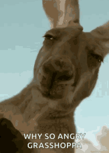 funny picture
