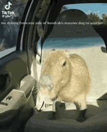 funny picture