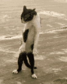 funny picture