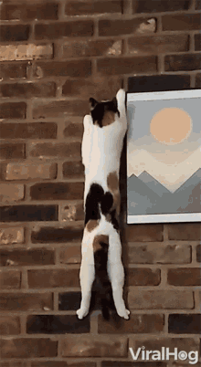 funny picture