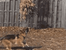 funny picture