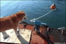 funny picture