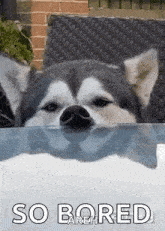 funny picture