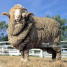 ilovsheep