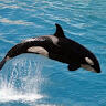 Orca456Yt